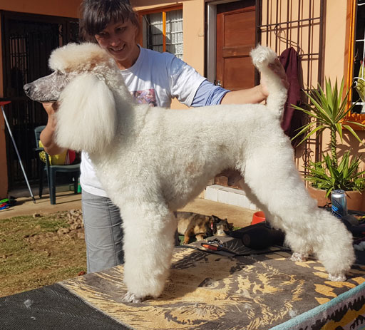Your Dog and Me  - Dog Grooming